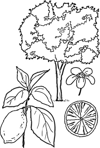 Lemons Tree  Coloring Page